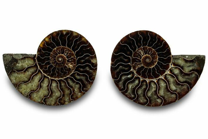 Cut & Polished, Agatized Ammonite Fossil - Madagascar #323354